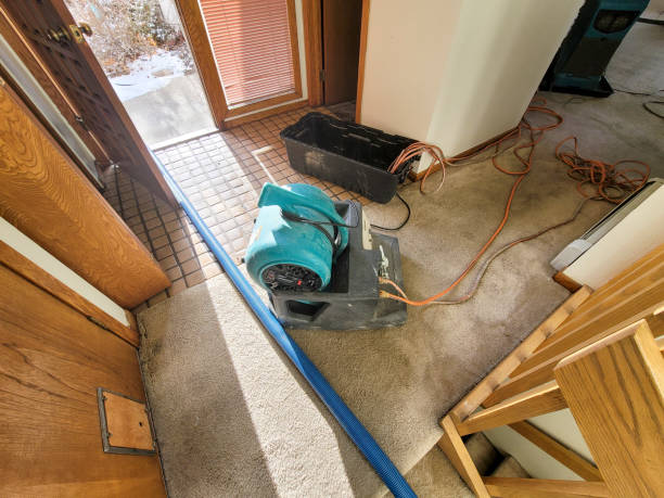 Best Carpet water damage restoration  in Ives Estates, FL