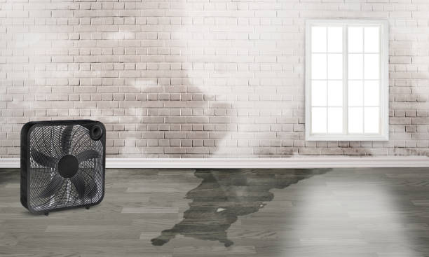 Best Mold removal after water damage  in Ives Estates, FL